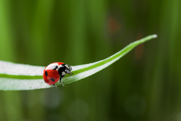 red ladybug on green grass