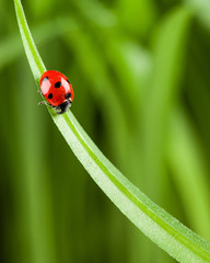 Ladybug on Grass Over Green Bachground