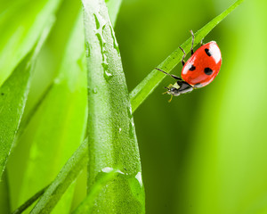 Ladybug on Grass Over Green Bachground