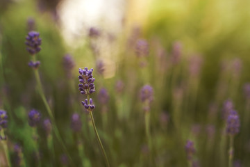 lavender flowers in spring