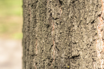 Tree Bark Background Texture Close Up