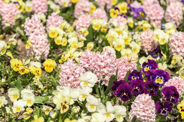 Pelargonium And Common Hyacinth Flowers Garden In Spring