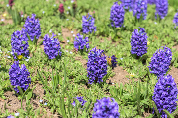 Fototapeta premium Common Hyacinth Flowers Garden In Spring