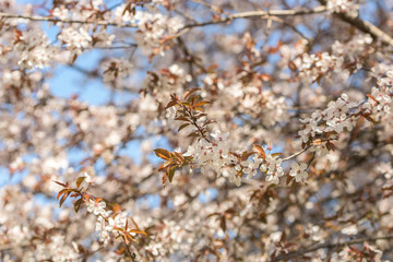 Cherry Plum Tree Flowers Spring Blossom