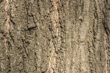 Tree Bark Background Texture Close Up