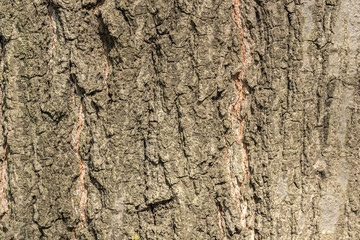 Tree Bark Background Texture Close Up