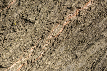 Tree Bark Background Texture Close Up