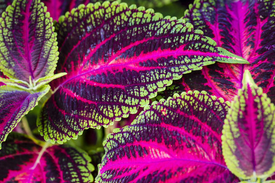 Close up of Coleus leaves (Painted nettle,Flame nettle )