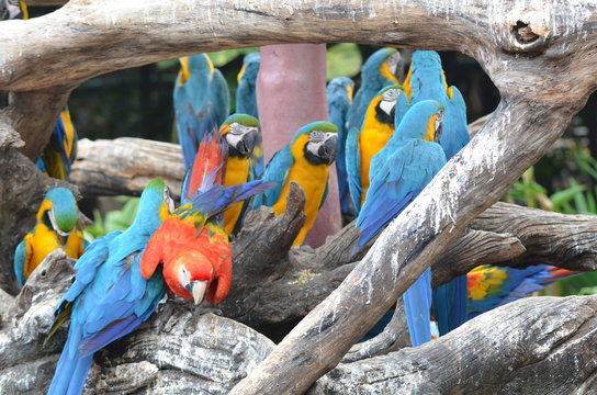macow /  macow parrot on the tree