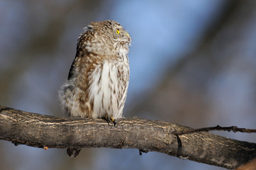 Pygmy Owl in spring looking upward