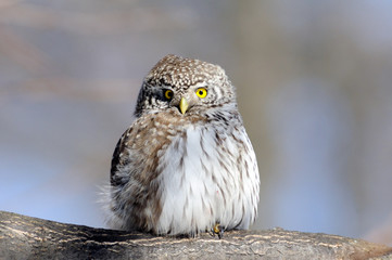 Pygmy Owl in spring front view