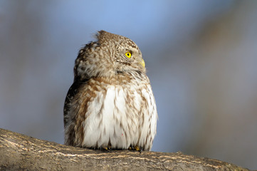 Pygmy Owl in spring side view
