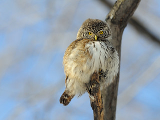 Pygmy Owl in spring