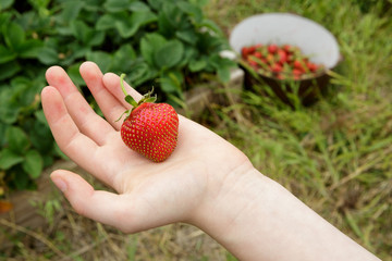 Wild Natural Red Strawberries, Strawberry in Child's Hand with G