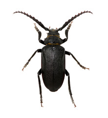 black beetle