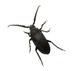 black beetle