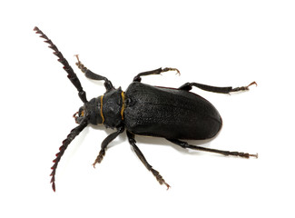 black beetle