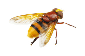 Fototapeta premium Horsefly
