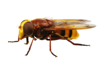 Horsefly