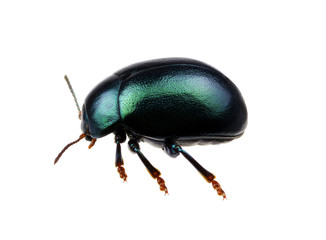 Green beetle