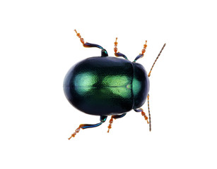 Green beetle
