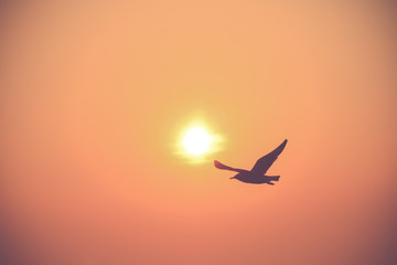 Flying silhouette bird