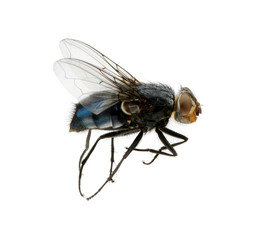 fly on a white