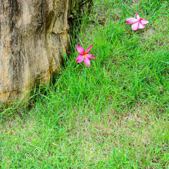 red plumeria flowers bloom in tropical on green grass