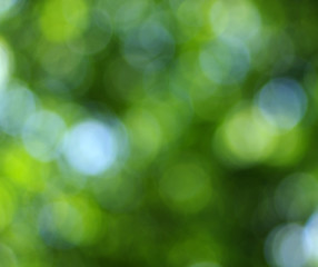 Obraz premium green bokeh