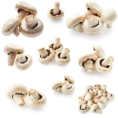 Set of champignon mushroom