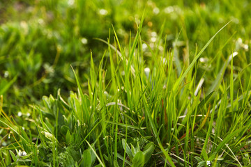 Nature background