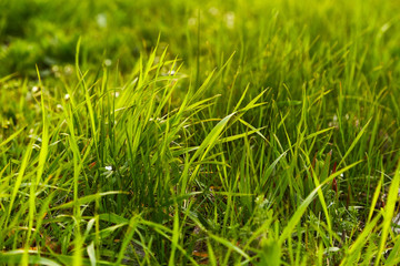 Grass