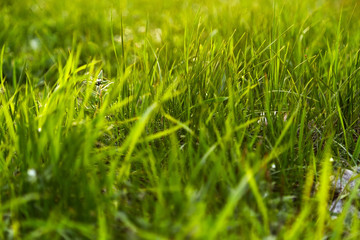 Nature background