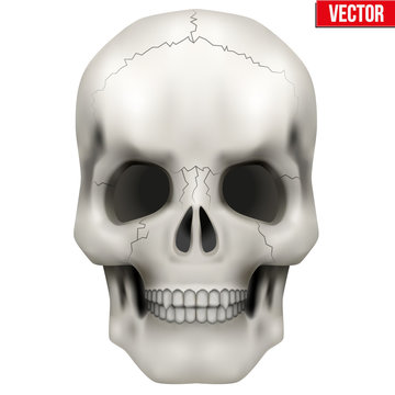 Vector Human skull. Illustration on isolated white background