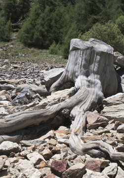 il vecchio tronco pietrificato