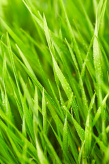 Fototapeta na wymiar Grass with drops of water