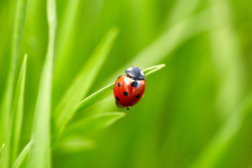 Naklejka premium Ladybug on green grass