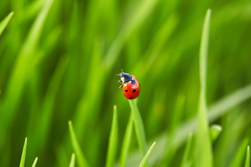 Ladybug on green grass