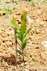 Cashew Nut tree ,agriculture
