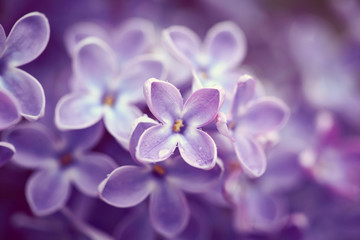 Lilac flowers close up - obrazy, fototapety, plakaty