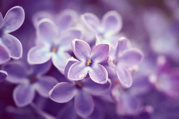 Möbelaufkleber Lila Blüten hautnah © Nik_Merkulov