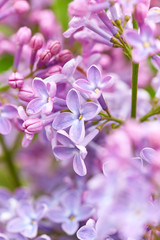 Lilac flowers close up