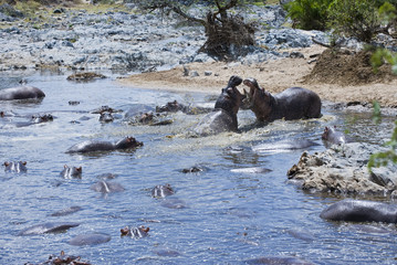 Naklejka premium Tanzania, Serengeti National Park, Seronera area, hippopotamus (hippopotamus amphibious) in a hippopool