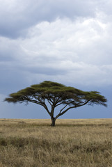 Fototapeta na wymiar Tanzania, Serengeti National Park, Seronera area, an acacia