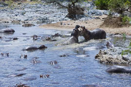 Tanzania, Serengeti National Park, Seronera area, hippopotamus (hippopotamus amphibious) in a hippopool