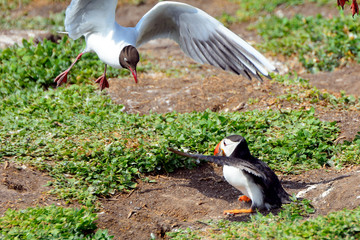 Atlantic puffin attacked by a gull, Farne Islands Nature Reserve