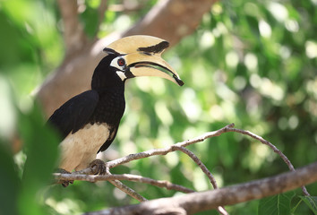 bird with a large beak