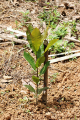 Cashew Nut tree ,agriculture