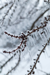 Ice Storm