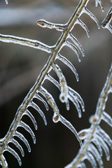 Ice Storm